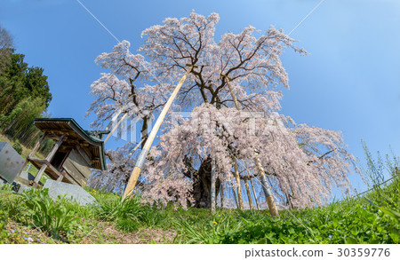 Miharu Takizakura the single cherry tree in Japan  30359776