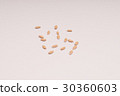 Melon seeds 30360603