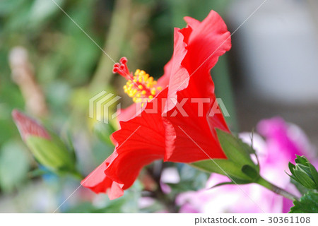 Hibiscus 30361108