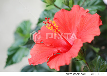 Hibiscus 30361115