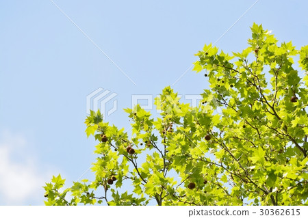 Fresh green (N) Fresh green (N) 30362615