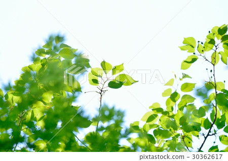 Fresh green (N) Fresh green (N) 30362617