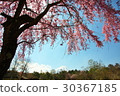 富士和垂枝櫻 30367185