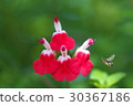 櫻桃鼠尾草和蜜蜂 30367186