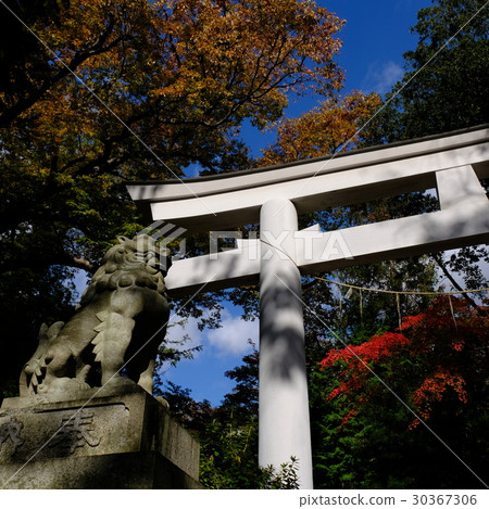 在Nihonmatsu Shrine和Guardian狗的Torii 30367306