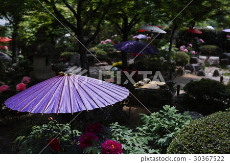 Wagas和牡丹 30367522