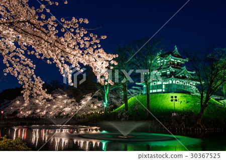 Cherry blossoms in full bloom of Niigata Takada castle Night cherry blossoms light up Cherry blossoms in full bloom of Niigata Takada castle Night cherry blossoms light up 30367525