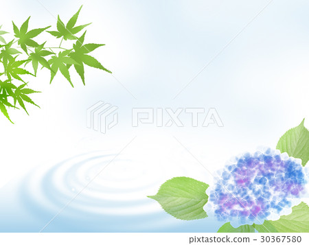 Hot summer visitation Late summer Hydrangea Blue Momiji 30367580