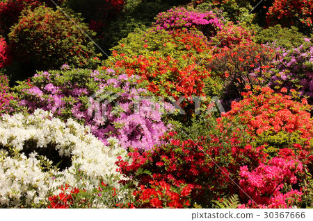 Salt seawater in full bloom Azalea of Kanonji (3) Salt seawater in full bloom Azalea of Kanonji (3) 30367666