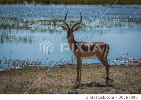 Male impala facing camera on grassy riverbank 30367890