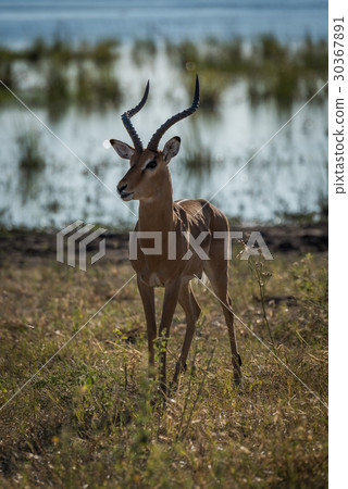 Male impala facing camera with river behind 30367891