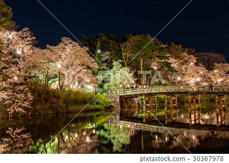 Cherry blossoms in full bloom of Niigata Takada castle Night cherry blossoms light up Cherry blossoms in full bloom of Niigata Takada castle Night cherry blossoms light up 30367978