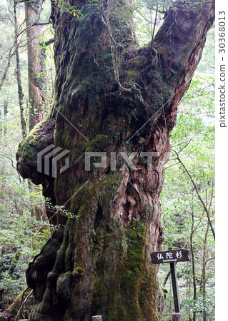 Yakusugi土地的菩薩雪松臭蟲 Yakusugi土地的菩薩雪松臭蟲 30368013