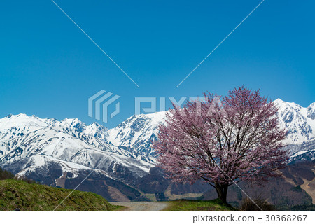 櫻花和北阿爾卑斯山 30368267
