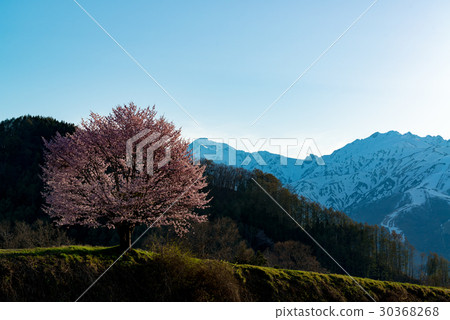 櫻花和北阿爾卑斯山 30368268