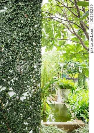 white mortar wall covered with green natural ivy white mortar wall covered with green natural ivy 30368289