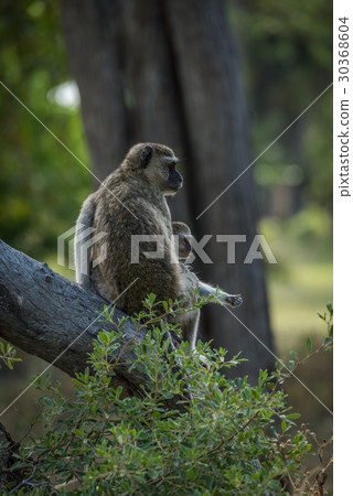 Mother cuddling baby vervet monkey on branch 30368604