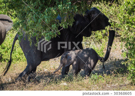 Mother elephant pulling back baby by tail Mother elephant pulling back baby by tail 30368605