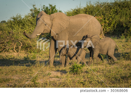 Mother elephant with two babies beside bushes 30368606