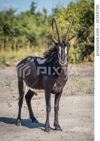Sable antelope facing camera on bare earth 30368780