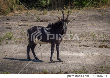 Sable antelope on bare earth facing camera 30368781