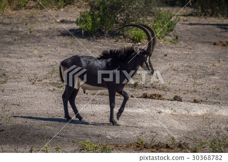 Sable antelope walking across bare earth slope 30368782