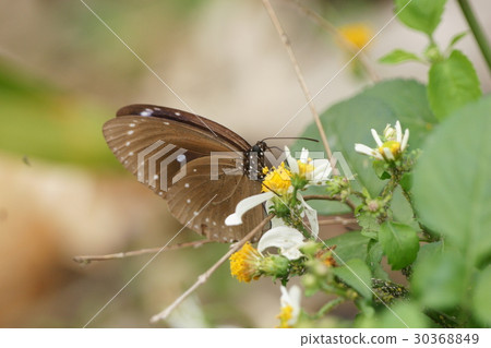 紫斑蝶 30368849