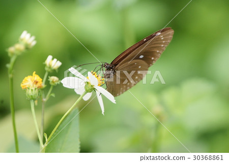 Purple butterfly 30368861