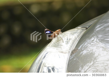 紫斑蝶 紫斑蝶 30368863