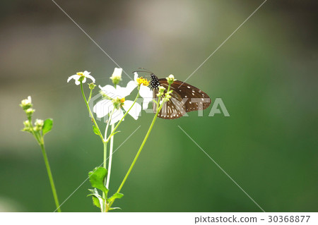 紫斑蝶 紫斑蝶 30368877