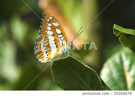 玄珠帶蛺蝶 30368879