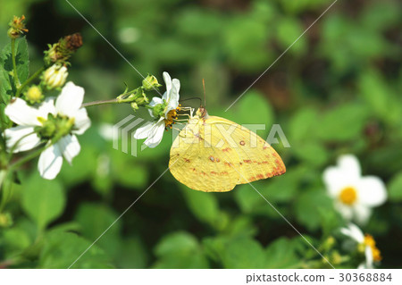 銀紋淡黃蝶 30368884
