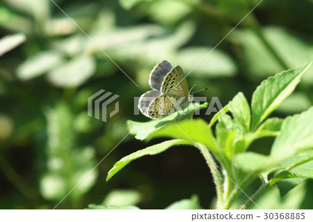 藍灰蝶 30368885