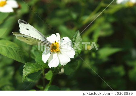 White butterfly 30368889