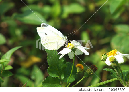 白粉蝶 30368891