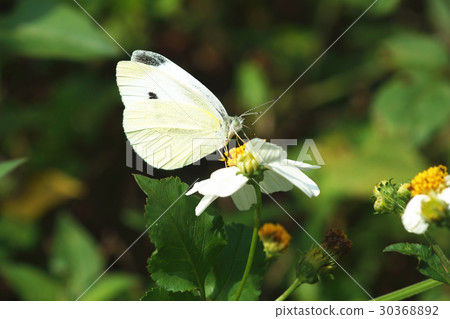 White butterfly White butterfly 30368892