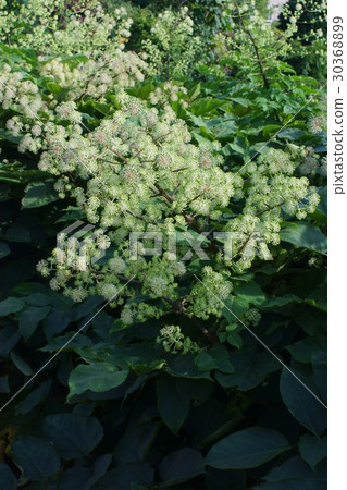 Mountain independence life Yamaoudo Flower language is "health beauty" 30368899