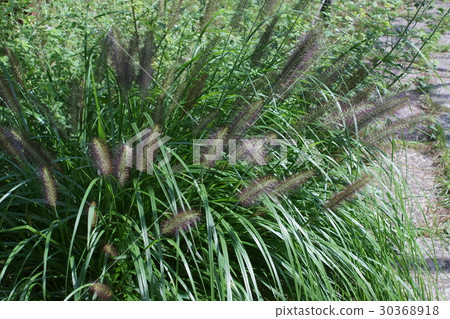 Takashi Tikara Shiba Flower language is "belief" 30368918