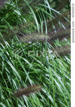 Takashi Tikara Shiba Flower language is "belief" 30368919