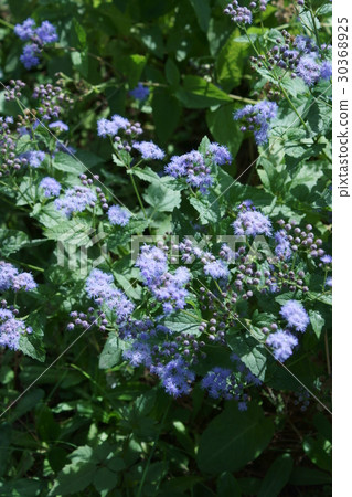 Western Fuyuma Utah Thorium The flower language is "compassionate" Western Fuyuma Utah Thorium The flower language is "compassionate" 30368925