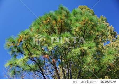 Great pine cones Great pine cones 30368926