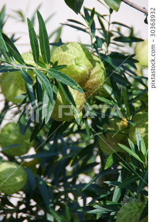 Balloon Potato Futsen Touuta real words "a lot of dreams" Balloon Potato Futsen Touuta real words "a lot of dreams" 30368932