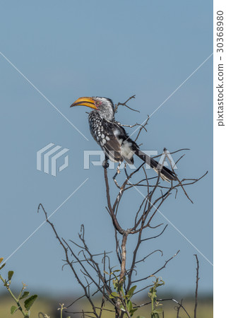 Southern yellow-billed hornbill on branch of tree 30368980