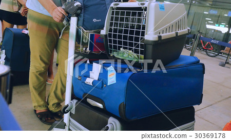 Traveler Maine coon cat in cage in the airport Traveler Maine coon cat in cage in the airport 30369178