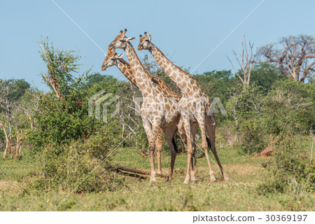 Three South African giraffe standing among bushes 30369197