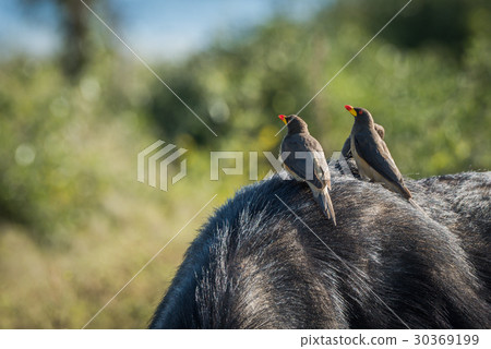 Three yellow-billed oxpeckers on back of buffalo 30369199