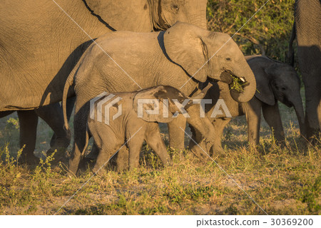 Three young elephants between adults at dusk 30369200