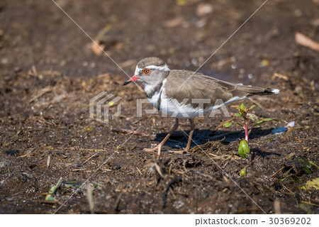 Three-banded plover in profile walking along river 30369202