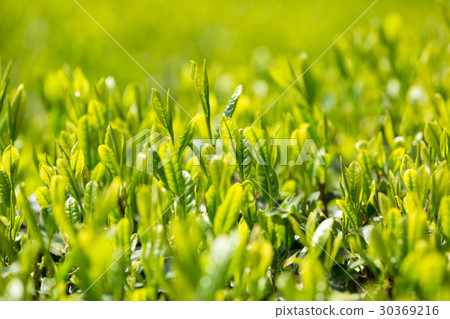 Japanese Tea Tea Leaves Sprouts New Tea Japanese Tea Tea Leaves Sprouts New Tea 30369216