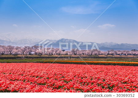 Tomiyama Funa Northern Alps of cherry blossoms and tulip snowfall of river rice Tomiyama Funa Northern Alps of cherry blossoms and tulip snowfall of river rice 30369352